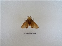 藏品(後鋸枯葉蛾)的圖片